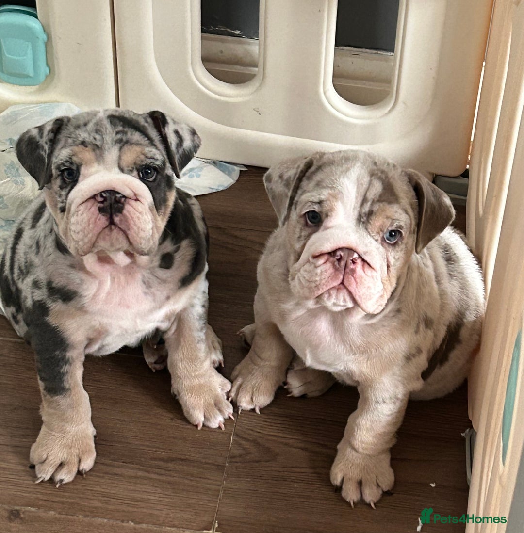English Bulldog dogs for sale: LAST BOY ENGLISH BULLDOG PUP in South Ockendon - Image 22