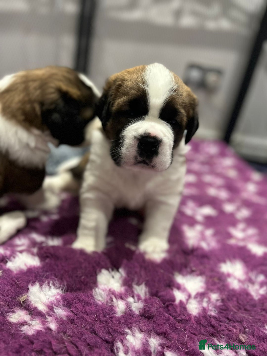 Saint Bernard dogs for sale: 2 beautiful boys for sale - Advert 3