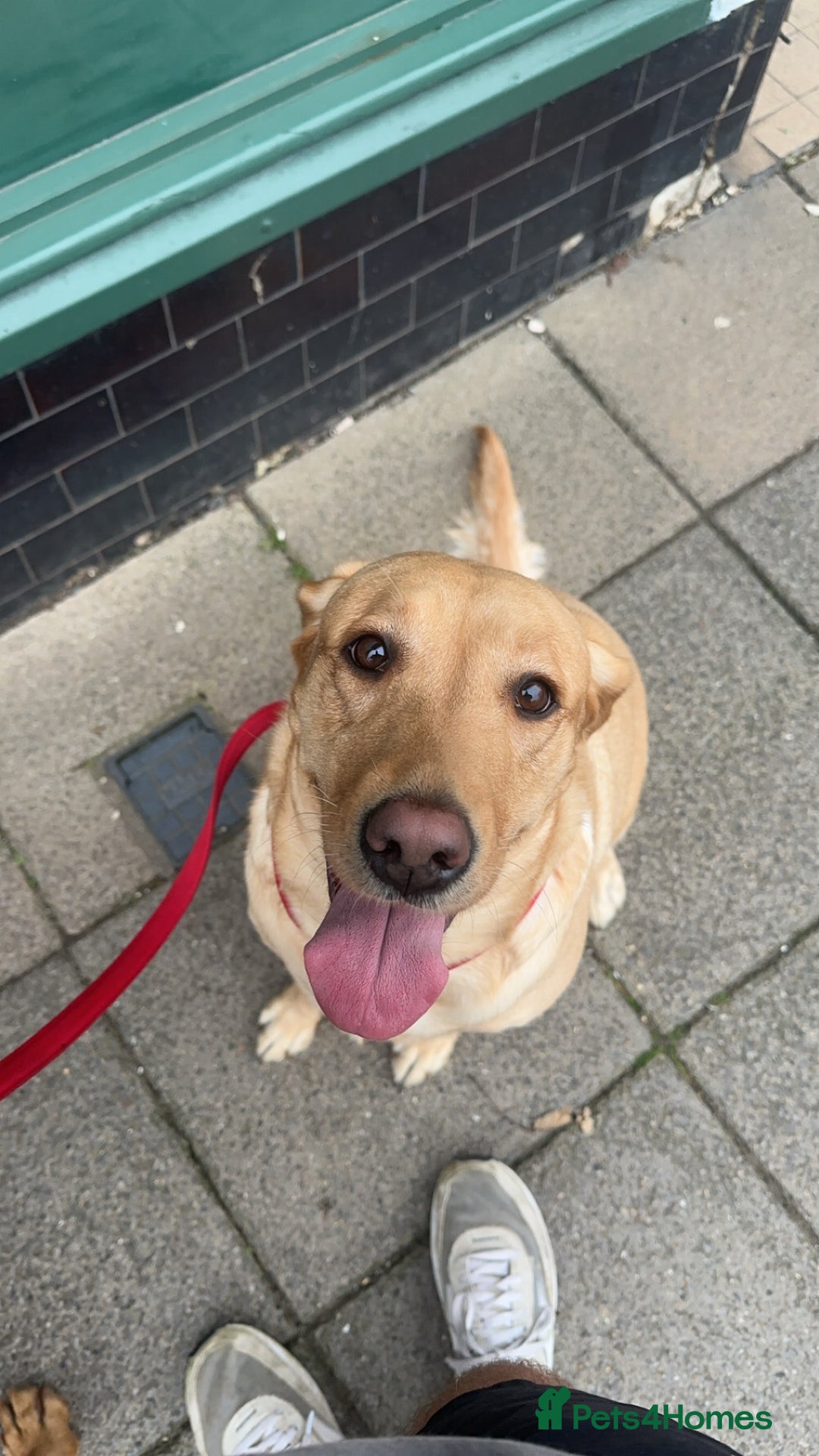Labrador Retriever dogs for sale: Fox Red Labrador Puppies - Advert 2