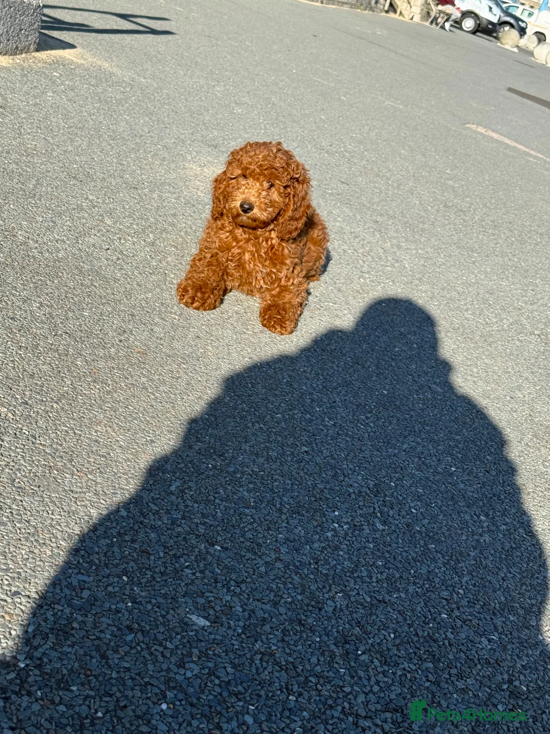 Cockapoo dogs for sale: 🐶🤎1 cockapoo girls ready for loving home 🤎🤎 - Advert 1