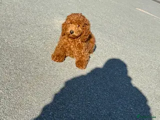 Cockapoo dogs 🐶🤎1 cockapoo girls ready for loving home 🤎🤎 - Advert 2