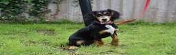 Cocker Spaniel dogs for sale: 5 Months Old Male Working Cocker KC Reg - Advert 19