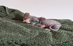 Sphynx cats for sale: Sphynx kittens  - Image 2