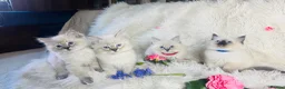 Ragdoll cats for sale: Pure Ragdoll Seal/blue point Lynx kittens - Advert 8