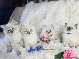 Ragdoll cats Pure Ragdoll Seal/blue point Lynx kittens - Advert 5