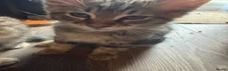Maine Coon cats for sale: 1 LEFT! Gorgeous Male Maine Coon Cross Kitten! - Advert 4