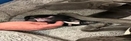 Staffordshire Bull Terrier dogs for sale: Stunning staffy puppies in Redditch - Advert 12
