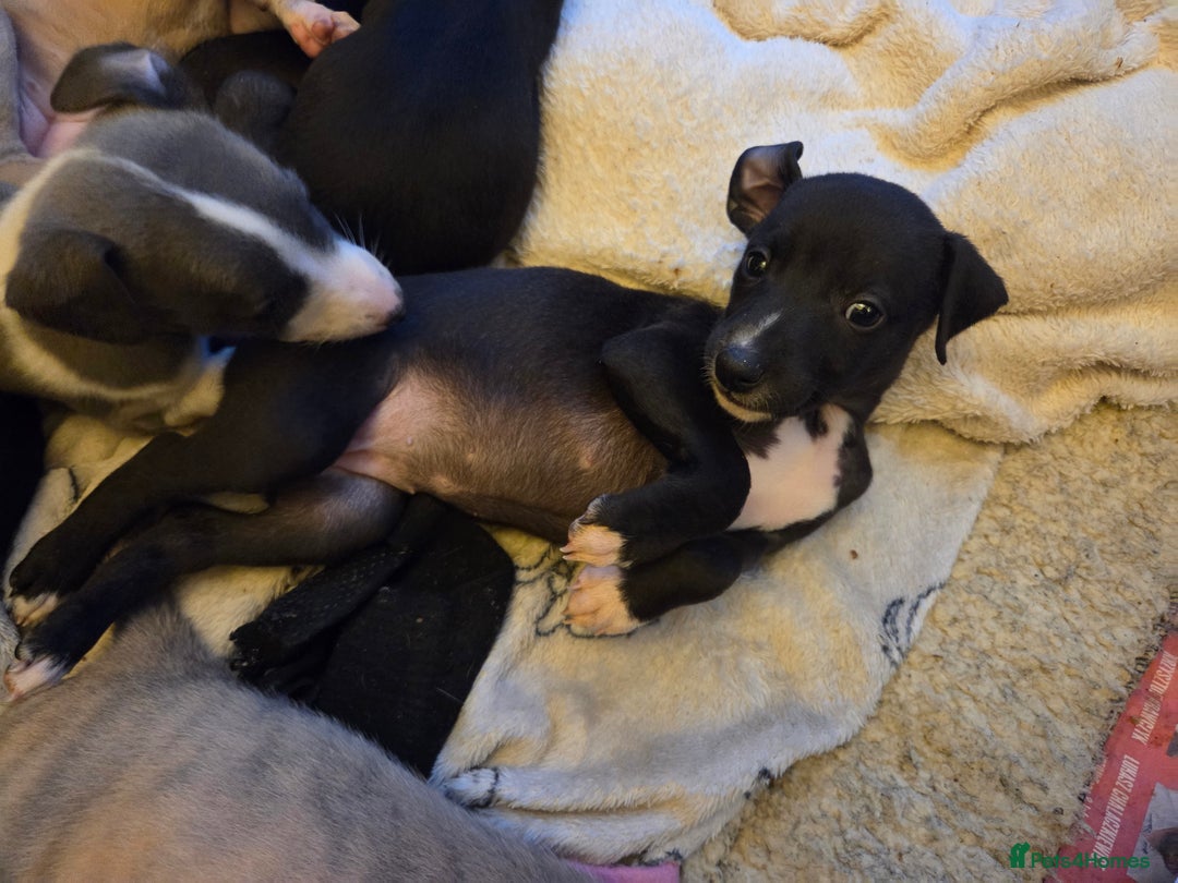 Whippet dogs for sale: 2 stunning purebred whippet ladies - Image 9