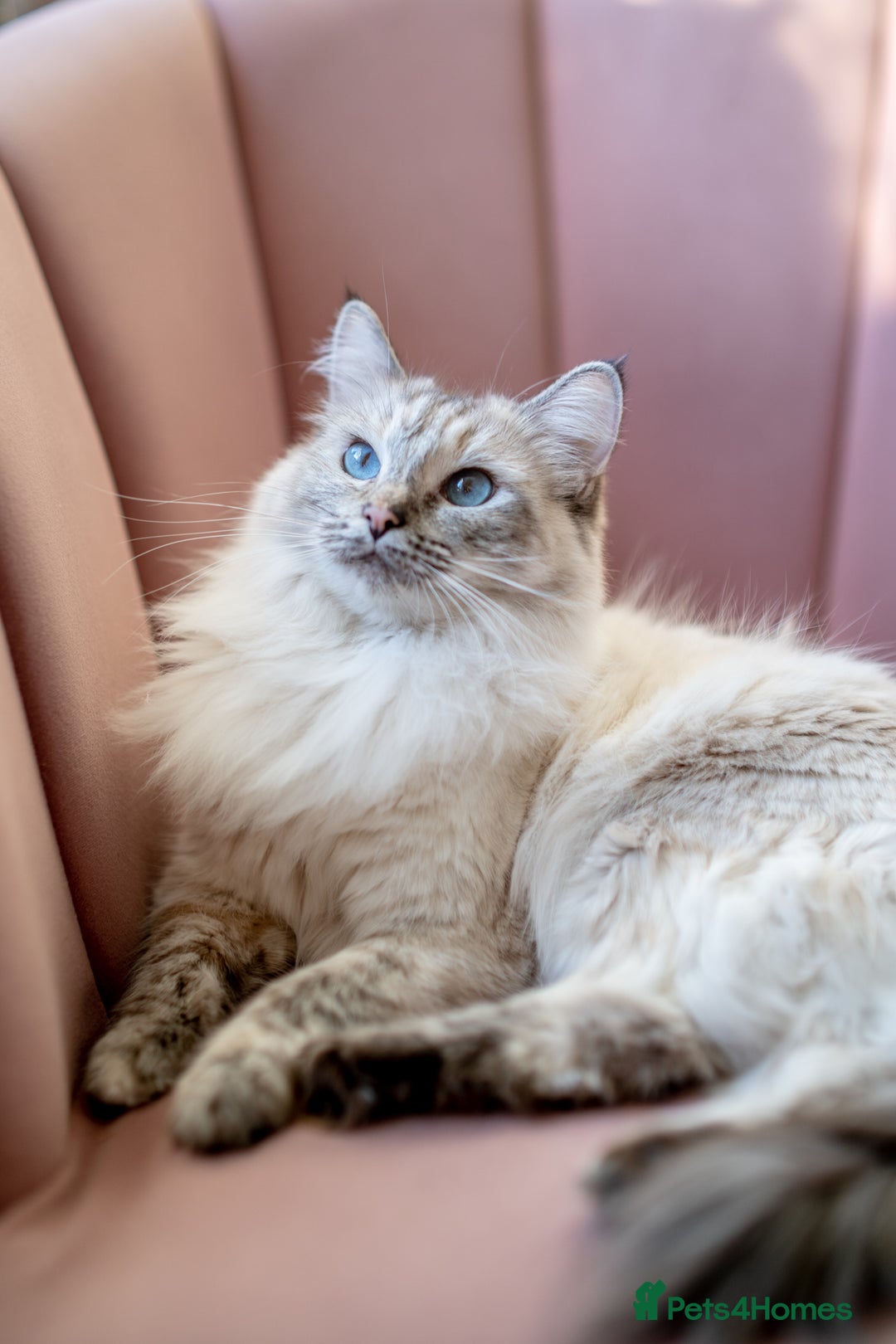 Ragdoll cats for sale: Pure Ragdol kittens ready for a new homes  - Advert 9