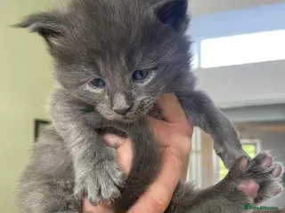 Maine Coon cats Stunning TICA Russian Maine Coon kittens - Advert 1