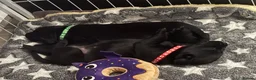 Labrador Retriever dogs for sale: Labrador retriever puppies  - Advert 3