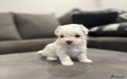 Maltese dogs for sale: Maltese Puppies 2 AVAILABLE  - Image 6
