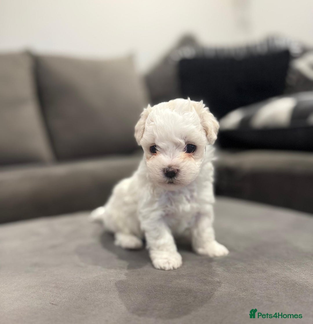Maltese dogs for sale: Maltese Puppies 2 AVAILABLE  - Image 6
