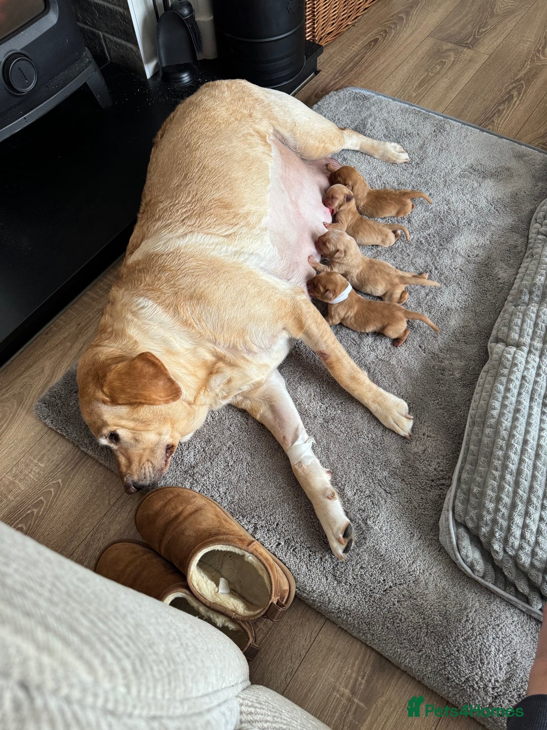 Labrador Retriever dogs for sale: 3x chunky labrador puppies for sale  - Advert 3
