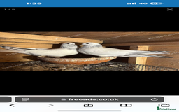 Pigeons birds for sale:  Pakistani and Iranian pigeon for sale  - Image 5