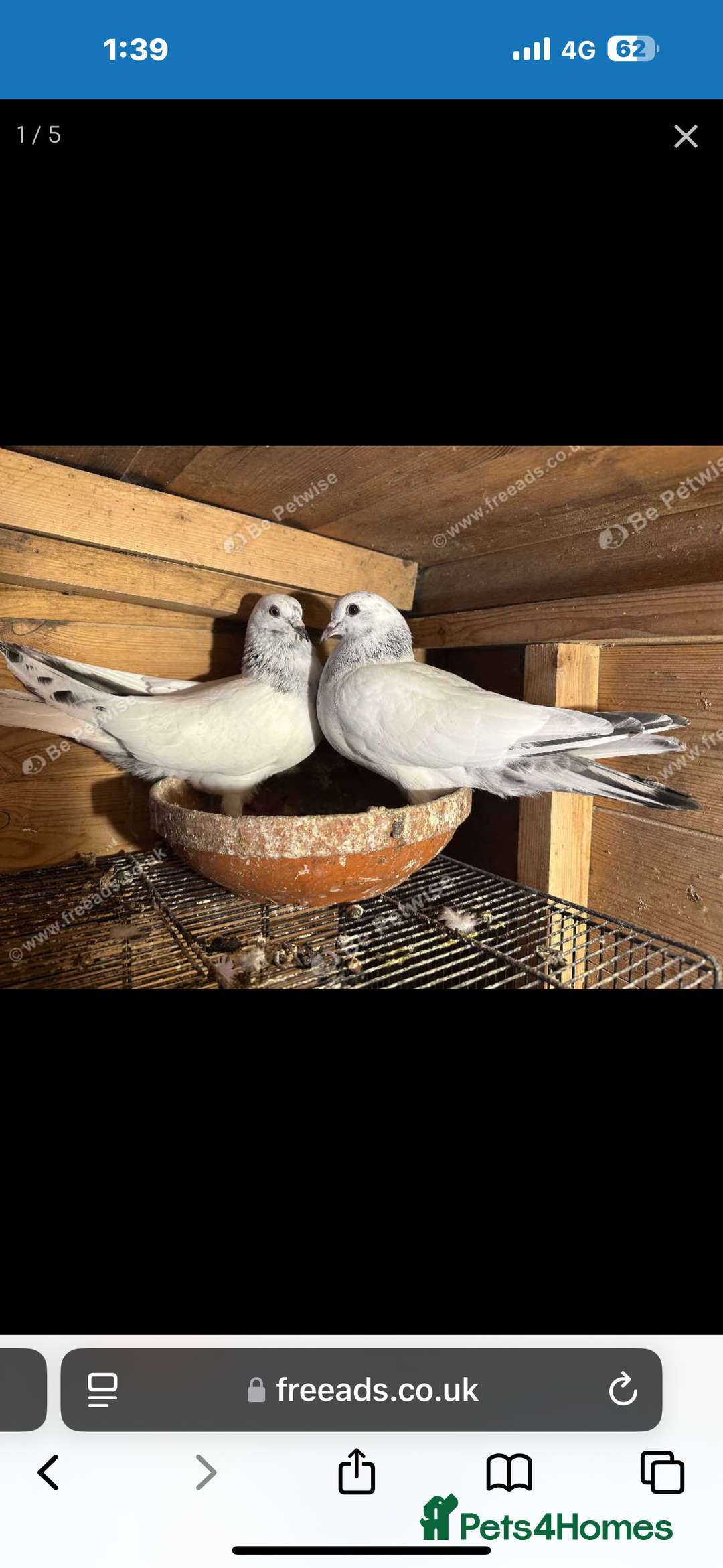 Pigeons birds for sale:  Pakistani and Iranian pigeon for sale  - Image 5