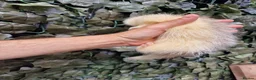 Ferret rodents for sale: Last 2 Longer haired Jills in Bracknell - Advert 10