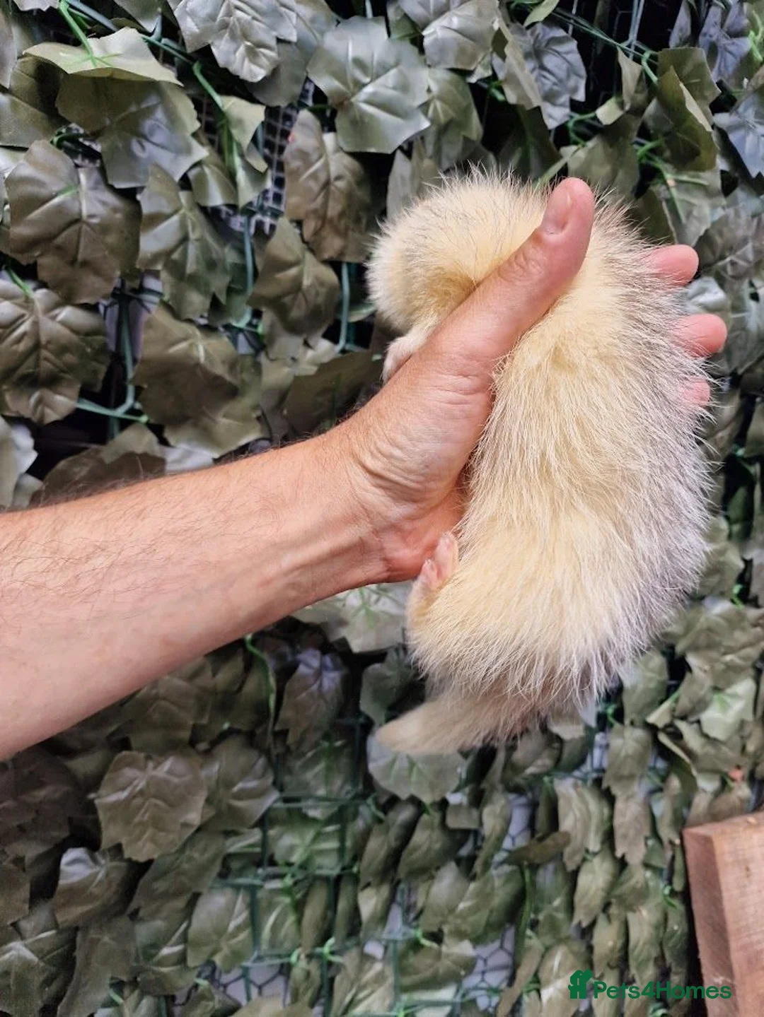 Ferret rodents for sale: Last 2 Longer haired Jills in Bracknell - Advert 10