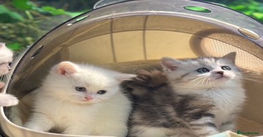 Munchkin cats Full Pedigree Munchkin Kittens  - Advert 3