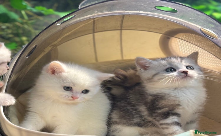 Munchkin cats - Advert 2