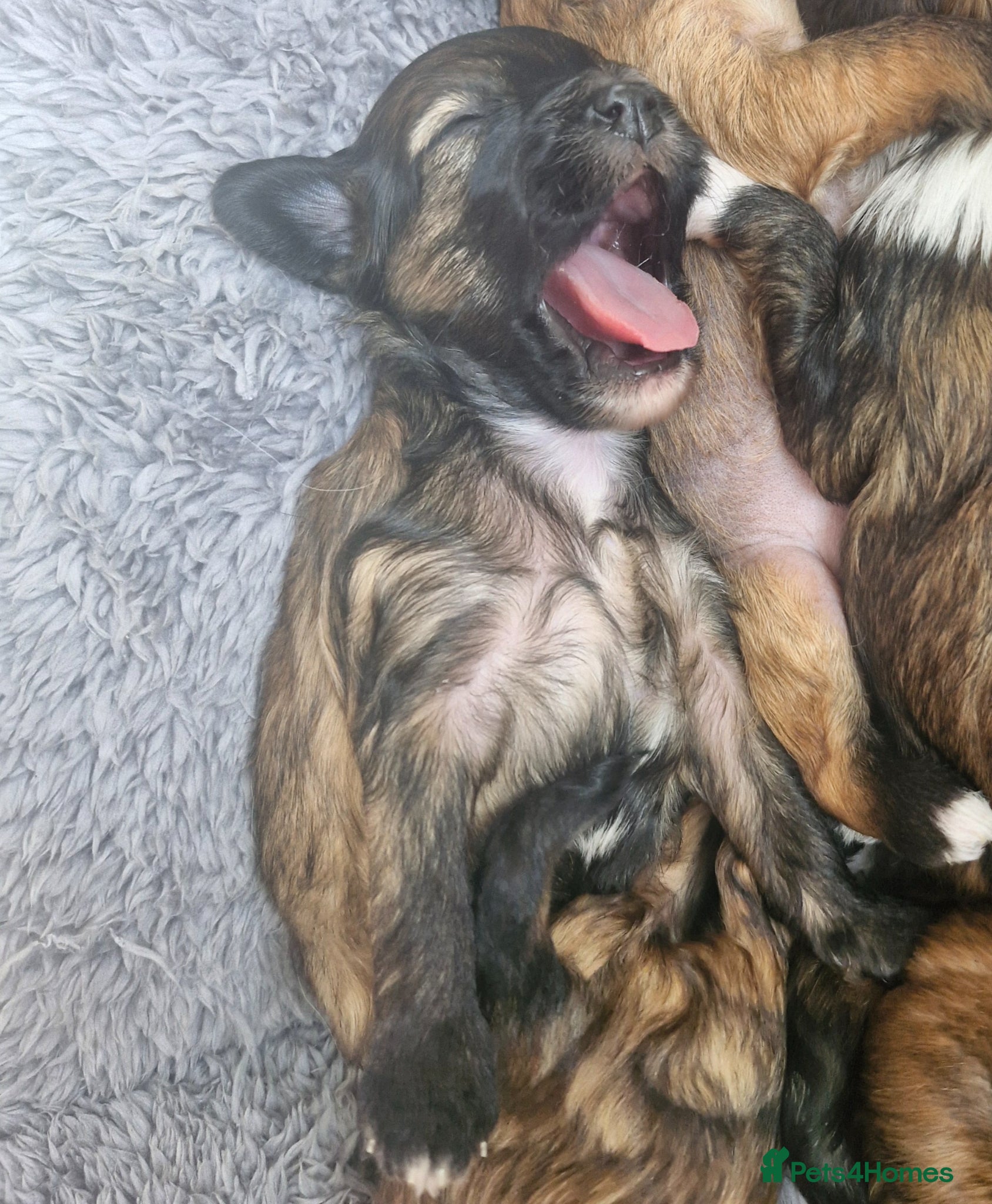 Chinese Crested dogs  **  Pure breed Kc reg girl and boy.  - Advert 2