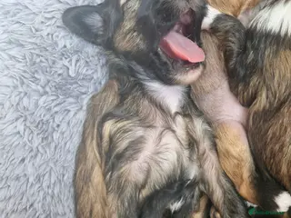 Chinese Crested dogs ** Pure breed Kc reg girl and boy. - Advert 2