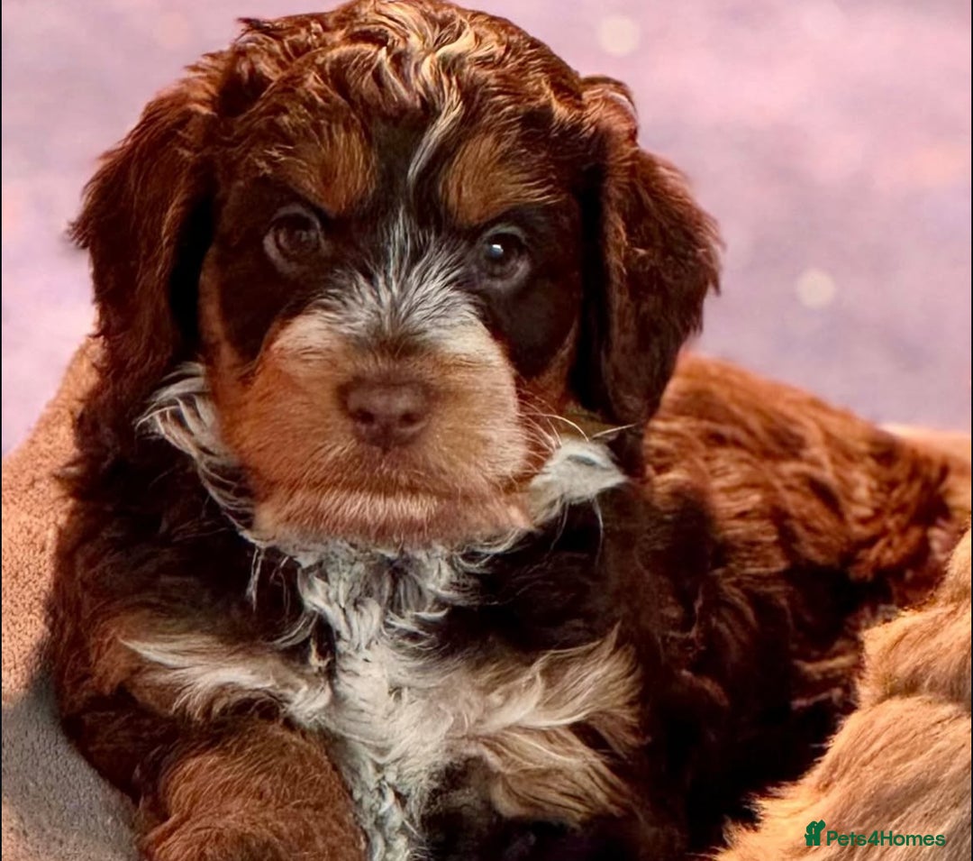 Cockapoo dogs for sale: F1 & F1B COCKAPOO LITTERS - Image 6