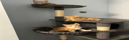 Mixed Breed cats for sale: 3 stunning ginger male kittens  in Carluke - Advert 5