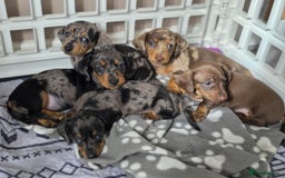 Miniature Dachshund dogs for sale: Miniature dachshund puppies  - Image 6