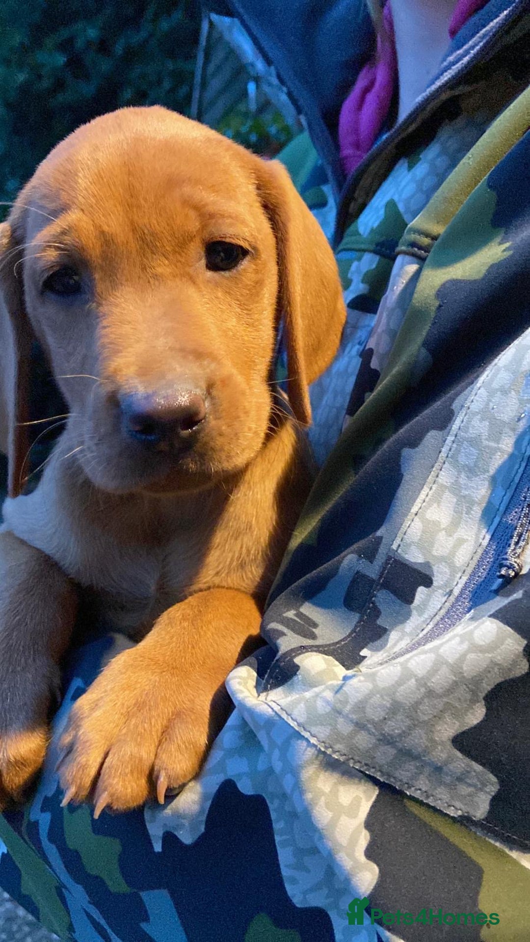 Mixed Breed dogs for sale: Hungarian Vizsla - Image 16