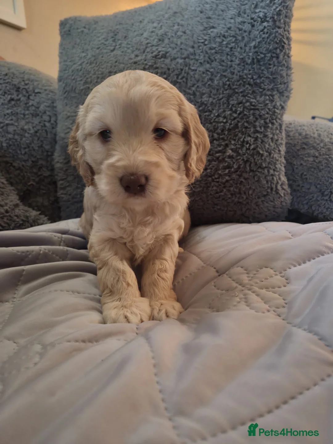 Cockapoo dogs for sale: Stunning litter of cockapoos ready soon  - Advert 7