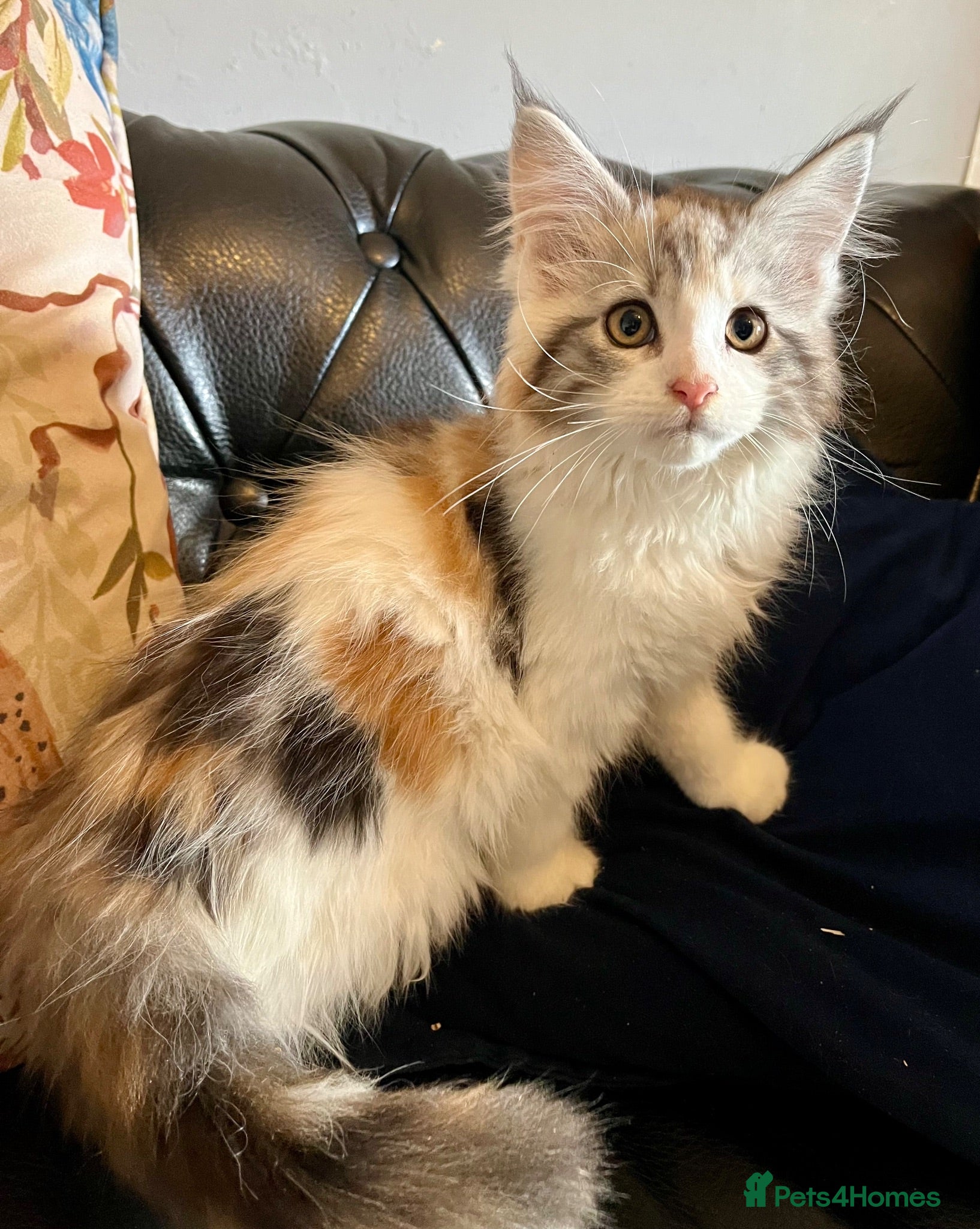 Maine Coon cats Main Coon Female Kitten - Advert 4