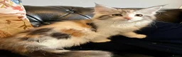 Maine Coon cats for sale: Maine Coon Calico Female Kitten - Advert 1