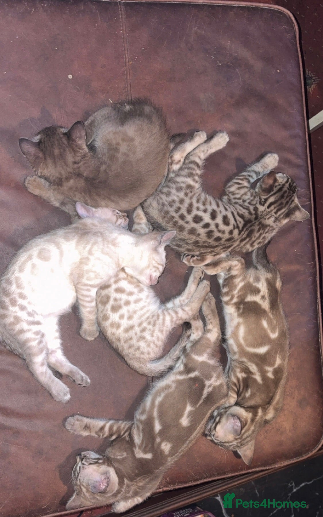 Bengal cats for sale: 🐾 Stunning TICA Registered Bengal Kittens 🐾 - Advert 1