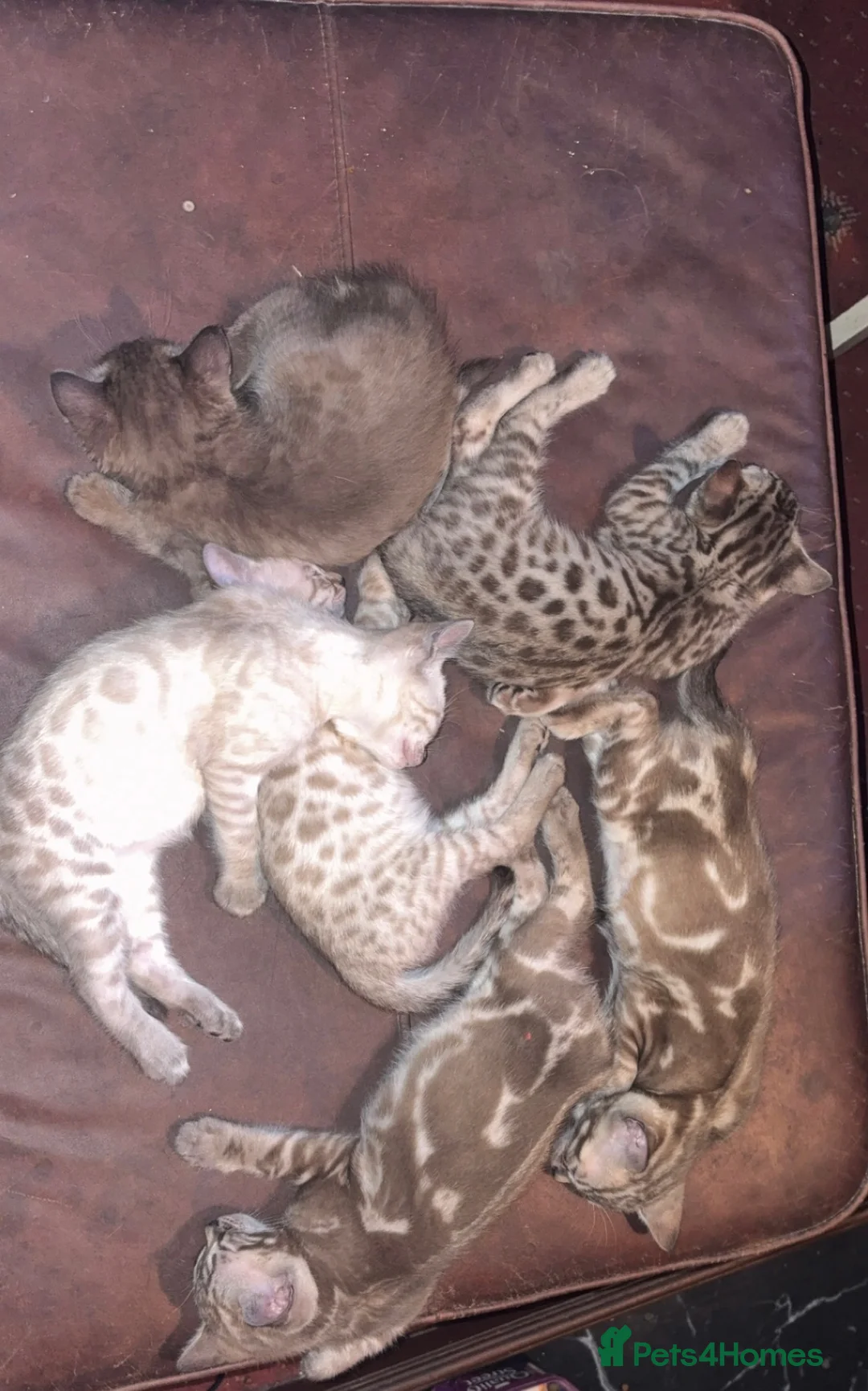 Bengal cats for sale: 🐾 Stunning TICA Registered Bengal Kittens 🐾 - Advert 1