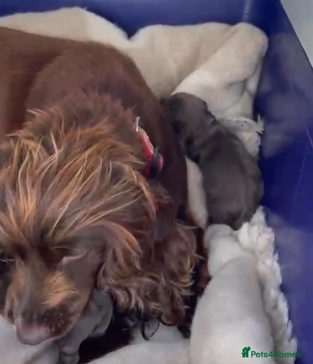 Cocker Spaniel dogs for sale: Dumplings 🥟  - Advert 2