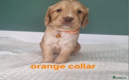Cocker Spaniel dogs for sale: Beautiful cocker spaniel puppies - Image 33