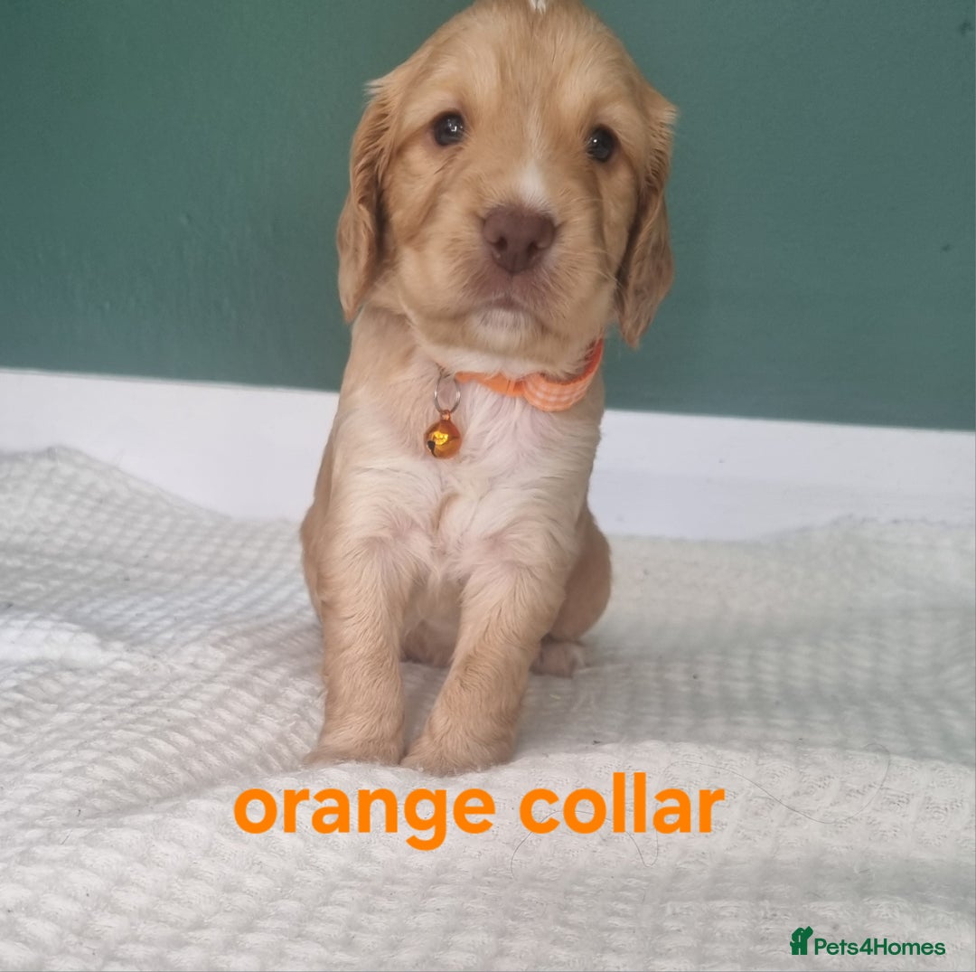 Cocker Spaniel dogs for sale: Beautiful cocker spaniel puppies - Image 33