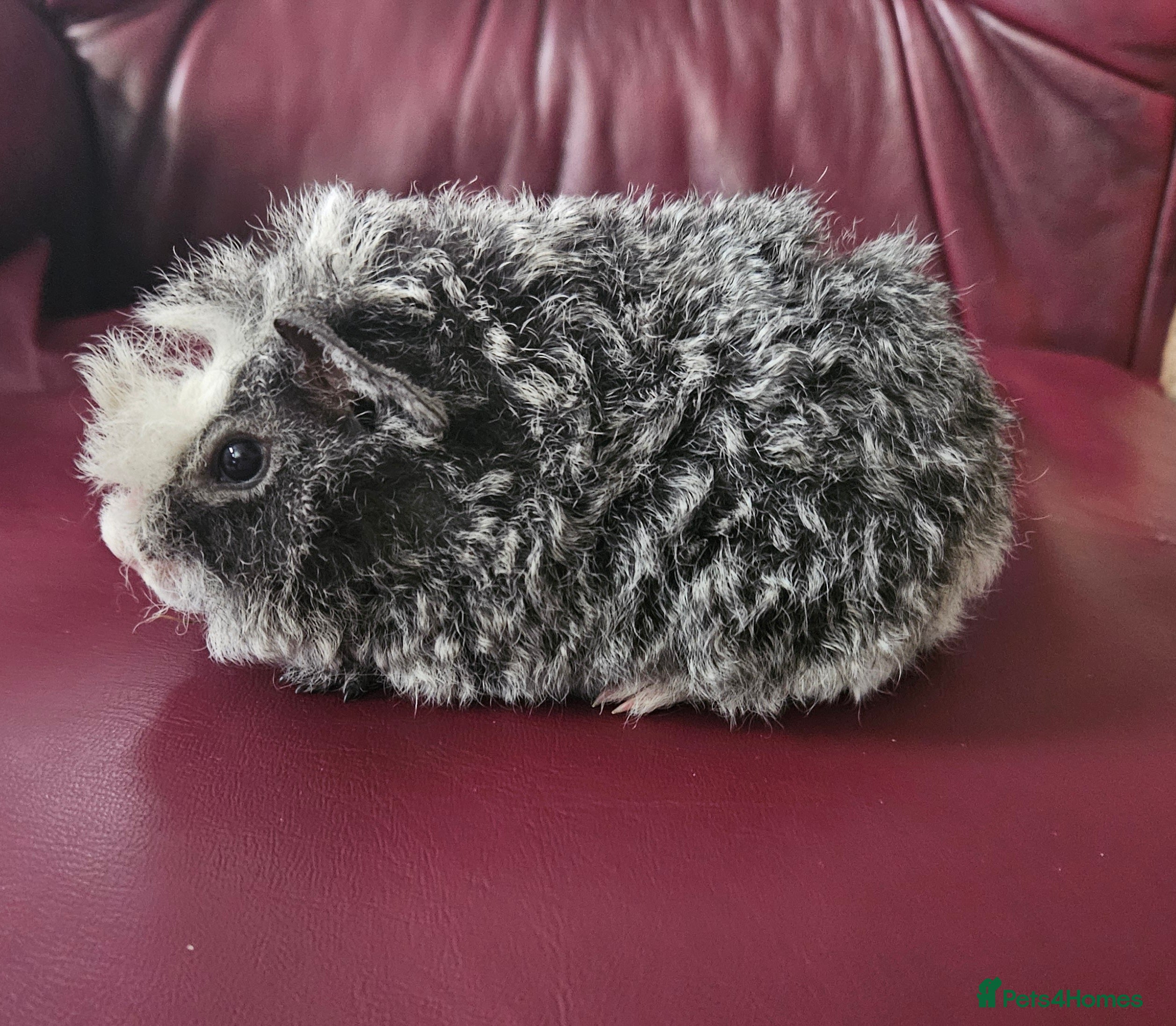 Guinea Pig rodents Beautiful funky babies - Advert 3