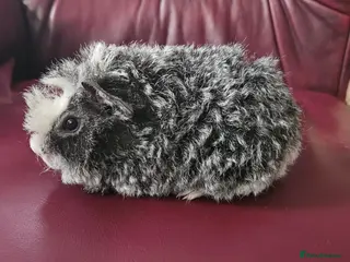 Guinea Pig rodents Beautiful funky babies - Advert 3