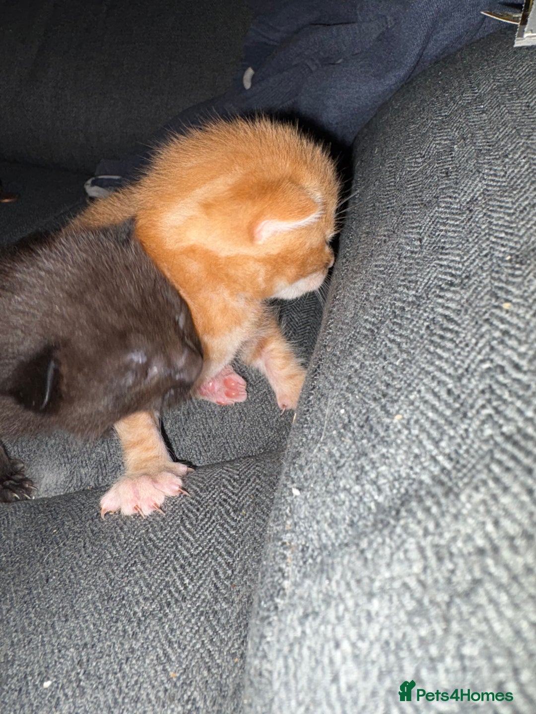British Shorthair cats for sale: 4 beautiful kittens for sale - Image 5