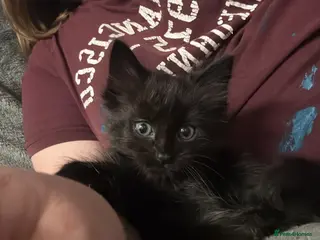 Mixed Breed cats Last fluffy boy left ready to leave now - Advert 9