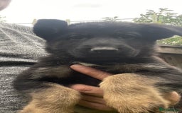 German Shepherd dogs for sale: German Shepherd Pups for Sale  - Image 10