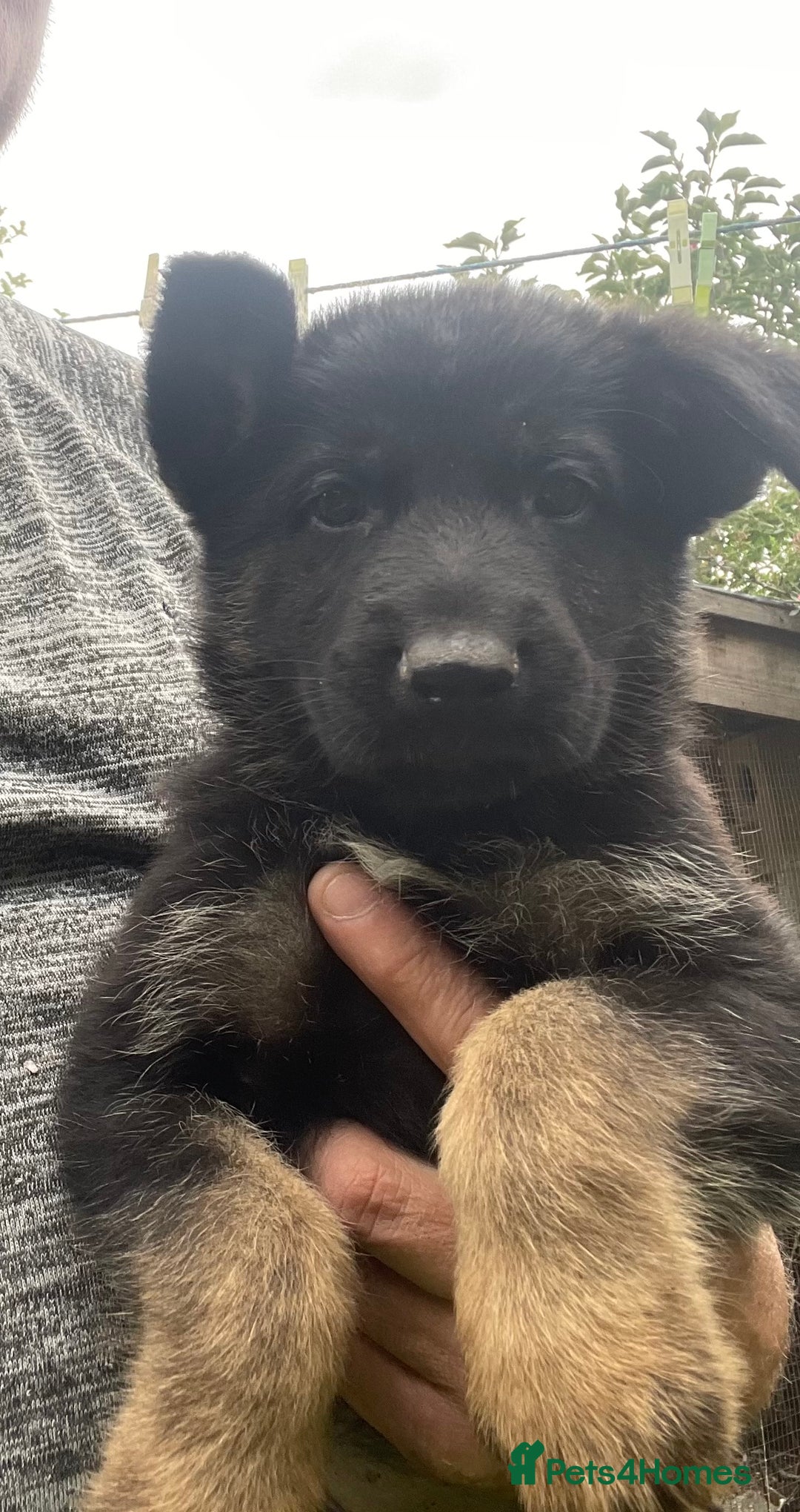 German Shepherd dogs for sale: German Shepherd Pups for Sale  - Image 10
