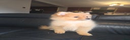 Pomeranian dogs for sale: Pomeranian puppy boy last one ready to go - Advert 3