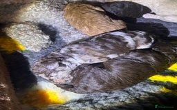 Miniature Poodle dogs for sale: Stunning Poodle Babies - Image 3