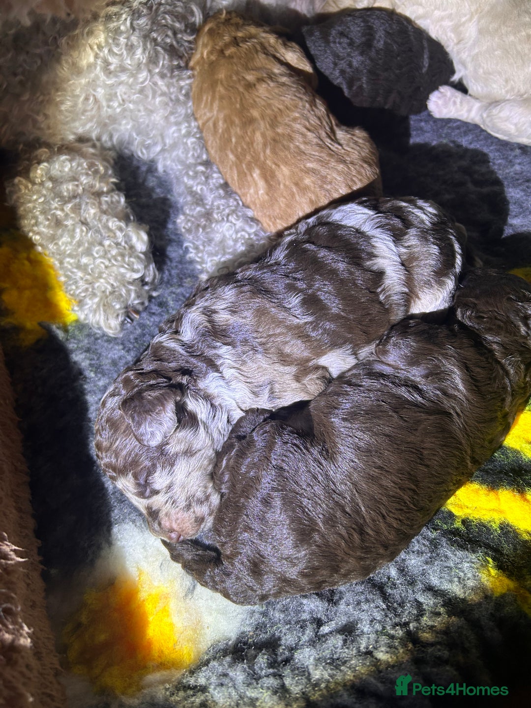 Miniature Poodle dogs for sale: Stunning Poodle Babies - Image 3