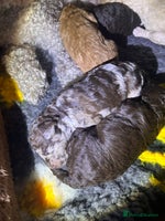 Miniature Poodle dogs - Advert 8