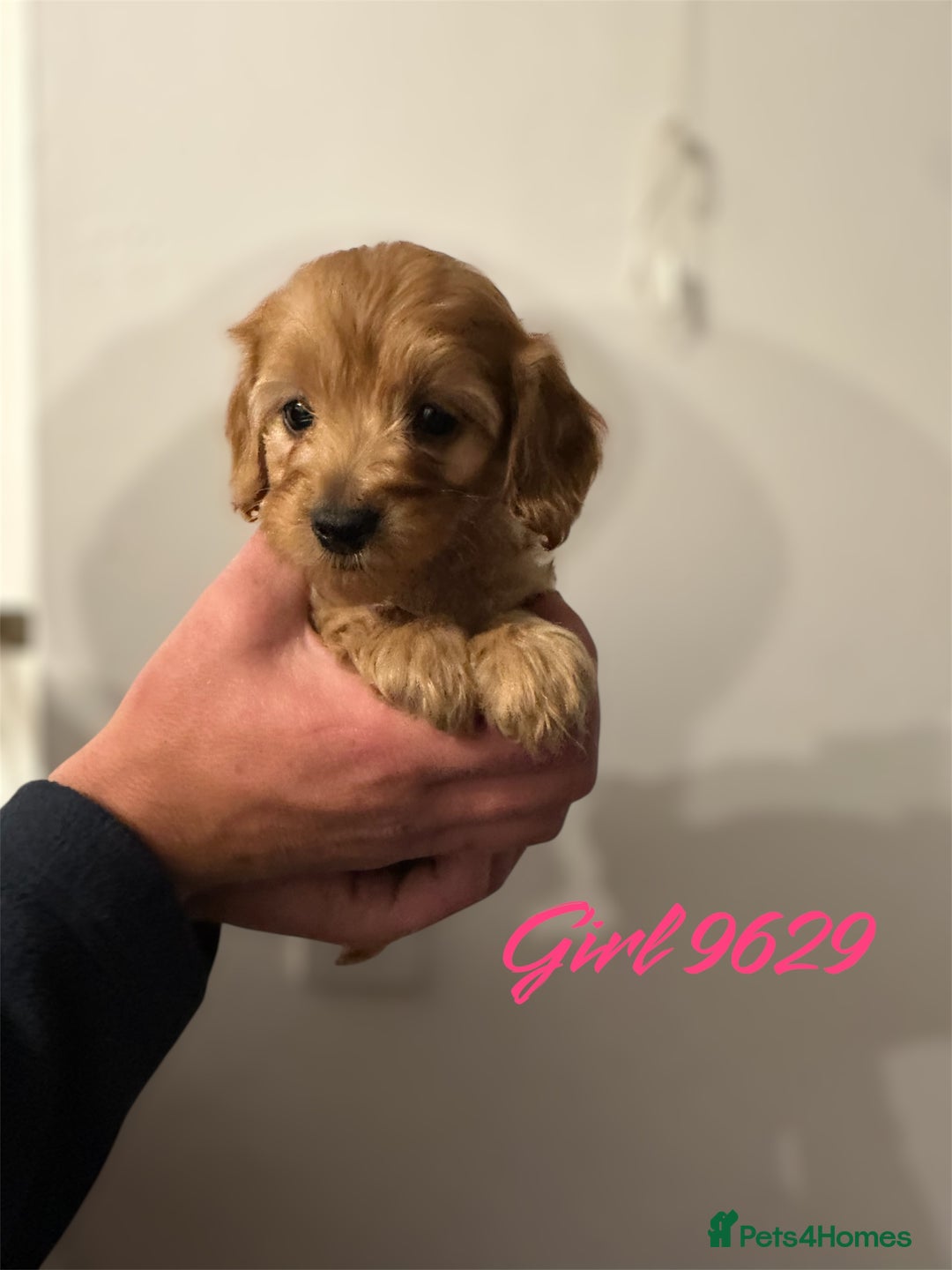 Cockapoo dogs for sale: DEEP RED COCKAPOOS READY NOW - Image 8