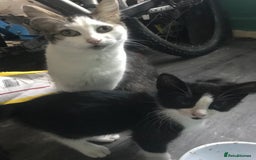 Domestic Shorthair cats for sale: 5 male kittens ready to leave now  - Image 13
